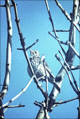Turdus philomelos