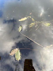 Potamogeton natans