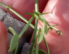 Fagonia pachyacantha