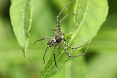 Philodromus
