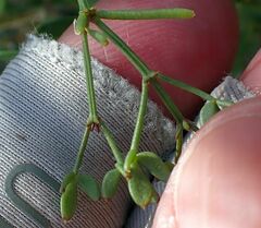 Fagonia pachyacantha