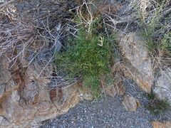 Fagonia pachyacantha