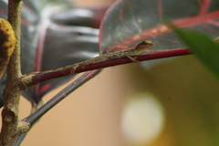 Anolis