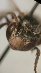 Anthophora bimaculata