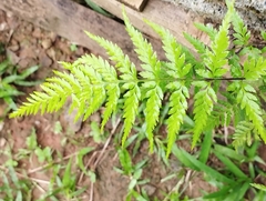 Pityrogramma calomelanos