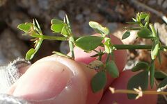 Fagonia pachyacantha