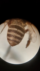 Anthophora bimaculata
