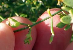 Fagonia pachyacantha