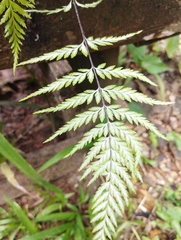 Pityrogramma calomelanos