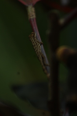 Anolis