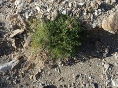 Fagonia pachyacantha