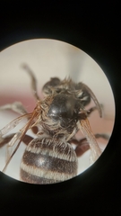 Anthophora bimaculata