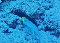 Valenciennea strigata