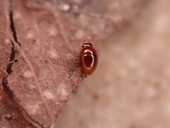 Phalacridae