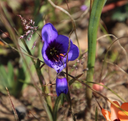 Image of Geissorhiza splendidissima by (c) Tony Rebelo, some rights reserved (CC BY-SA)