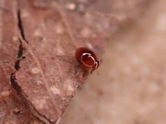 Phalacridae
