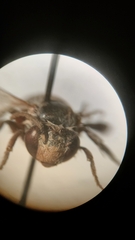 Anthophora bimaculata