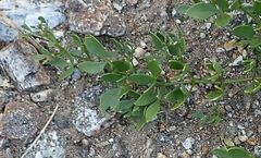 Fagonia pachyacantha