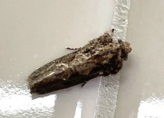 Acrolophus arcanella