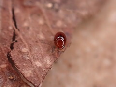 Phalacridae