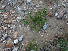 Fagonia pachyacantha