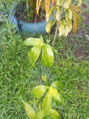 Costus woodsonii