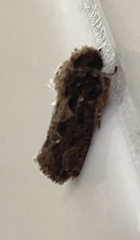 Acrolophus arcanella