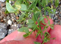 Fagonia pachyacantha