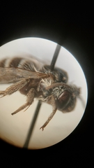 Anthophora bimaculata