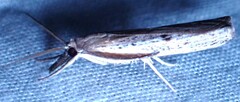 Fissicrambus mutabilis