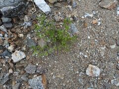 Fagonia pachyacantha