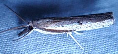 Fissicrambus mutabilis