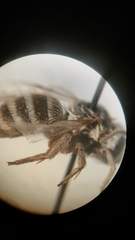 Anthophora bimaculata
