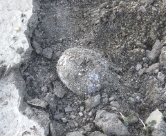 Disciseda subterranea