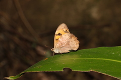 Heteronympha mirifica