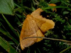 Watsonalla cultraria