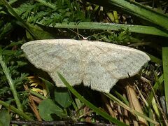 Scopula nigropunctata