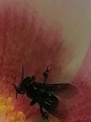 Trigona fulviventris