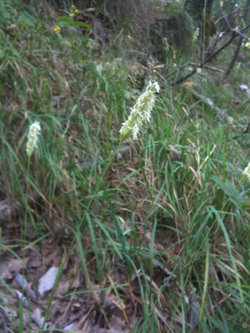 Sesleria pichiana