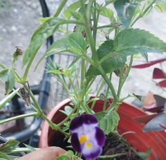 Torenia fournieri