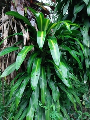 Dracaena