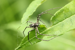 Philodromus