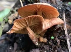 Heimiomyces velutipes