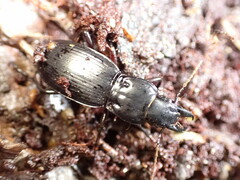 Plocamostethus planiusculus