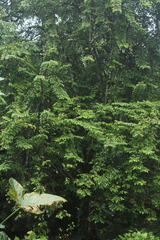 Averrhoa carambola