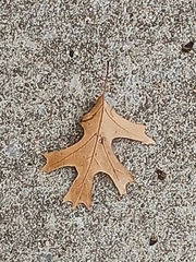 Quercus palustris