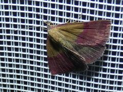 Phytometra viridaria