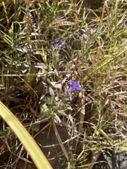 Stemodia durantifolia