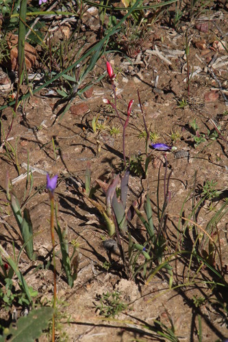 Image of Geissorhiza splendidissima by (c) Tony Rebelo, some rights reserved (CC BY-SA)