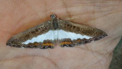 Nymphidium azanoides